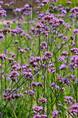 A field of Verbena bonariensis. Also known as Verbena or in the Netherlands as ijzerhard, A popular perennial with beautiful purple flowers and a magnet for insects. Image withe selective focus.