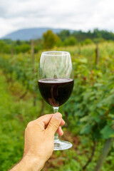 Hand Holding Red Wine Glass in Vineyard on a Summer Day