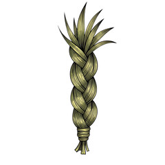 Hand drawn illustration of braided sweetgrass isolated on transparent background for traditional use