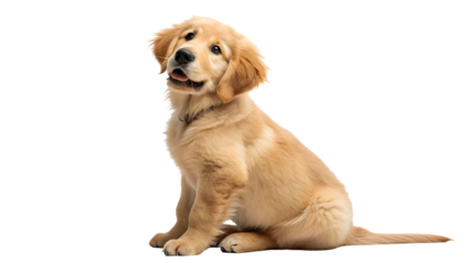 Adorable Golden Retriever Puppy Sitting on White Background Studio Shot Light Cream Fur Soft Fluffy Dog Pet Animal Canine Breed Portrait