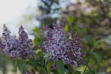 Large lilac bush in spring. Bright flowers of spring lilac bush. Spring lilac flowers close-up. Twig beautiful varietal blooming flower