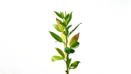 A single green branch with fresh leaves on a white background