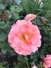 Beautiful rose blooms with soft petals against a green foliage background. Close-up macro photography of a delicate garden rose with romantic pastel colours