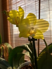 Yellow orchid flower in the sun close up photography
