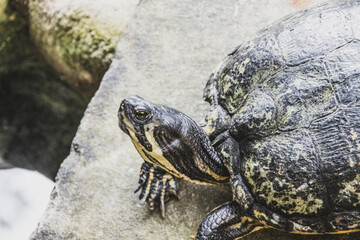 Fototapeta premium Close-up portrait of a proud looking yellow and black terrapin, basking on a rock looking at the camera. Blurred rocks and water in the background.