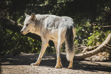 A grey wolf walking away from the camera turns to look to the left, tall white legs and a darken grey back and tail stands out from the fallen tree background. © Sarah