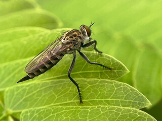fly on green leaf