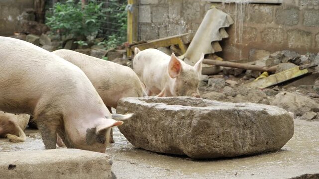 Curious Pigs in a Mud Puddle - A Natural Look
