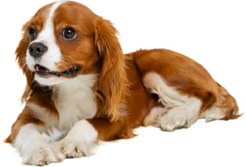 Cavalier King Charles Spaniel puppy lying down with gentle look. Concept of calmness, rest, lifestyle, childhood, family pet, love, and emotional connection. Transparent background