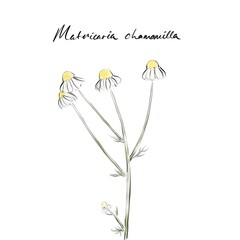 Matricaria chamomilla, chamomile or German chamomile drawing, hand-drawn digital line art illustration	