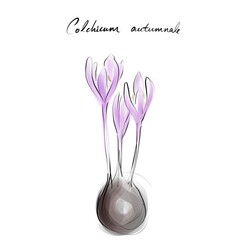 Colchicum autumnale, autumn crocus or meadow saffron drawing, hand-drawn digital line art illustration	