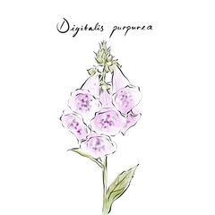 Digitalis purpurea, the foxglove or common foxglove drawing, hand-drawn digital line art illustration	