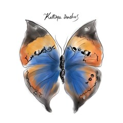 Kallima inachus, the orange oakleaf, Indian oakleaf drawing, hand-drawn digital line art illustration	