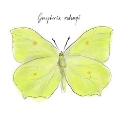 Gonepteryx rhamni, the common brimstone drawing, hand-drawn digital line art illustration	