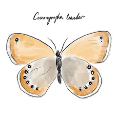 Coenonympha leander, the Russian heath butterfly drawing, hand-drawn digital line art illustration	