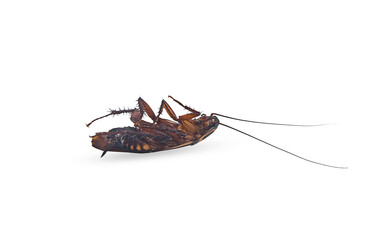 deaded cockroach on a white background,isolated