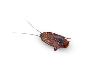deaded brown cockroach isolated on a white