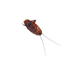 deaded cockroach on a white background,isolated