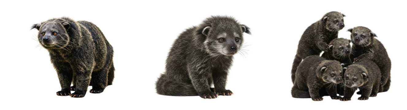 Adorable bearcats family portrait, playful binturong cubs, cute wildlife animal group, mammal