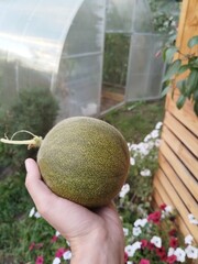 melon in the garden, fruit, vegetable garden, summer