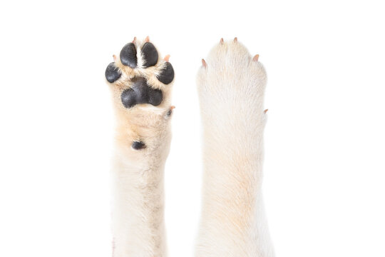 Labrador paw, top and bottom view, closeup, isolated on white background
