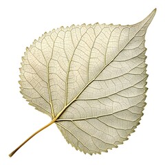 Obraz premium Western Cottonwood Leaf Bold Natural Beauty with Broad Form, Smooth Vein Texture, and Seasonal Botanical Elegance on Pure White Background Highlighting Organic Foliage and Graceful Detail