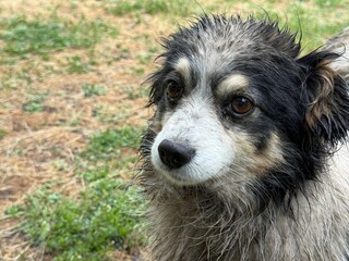 Dirty stray dog with wet fur after rain 