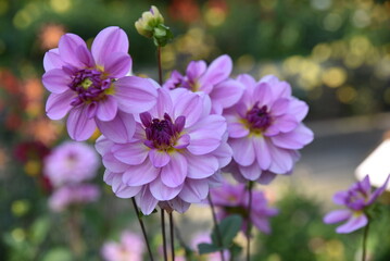 Dahlias mauves au jardin en été © JFBRUNEAU
