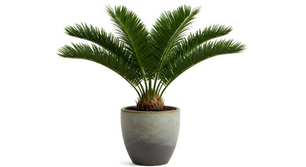 Cycas Revoluta Sago Palm in Decorative Pot
/ Tanaman Palem Sikas Cycas Revoluta dalam Pot Hias