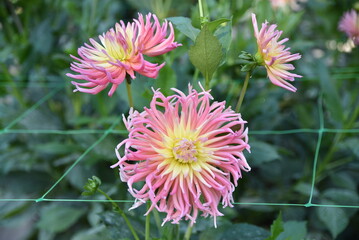 Dahlia cactus rose au jardin en &eacute;t&eacute;