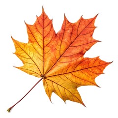 Fototapeta premium Hedge Maple Leaf Subtle Natural Charm with Compact Shape, Fine Vein Details, and Seasonal Botanical Elegance on Clean White Background Highlighting Unique Foliage and Organic Beauty