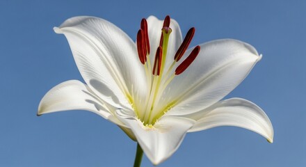 Obraz premium White lily flower blossom close up macro shot