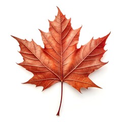 Obraz premium Rock Maple Leaf Timeless Natural Beauty with Strong Form, Distinct Veins, and Seasonal Botanical Detail on Crisp White Background Showcasing Organic Elegance and Classic Foliage