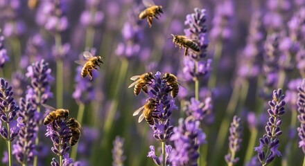 Honeybees pollinating lavender flowers nature photography