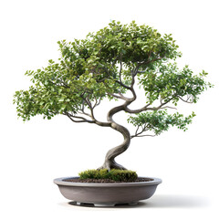 Artistic Bonsai Tree in Pot: Zen Garden Symbol