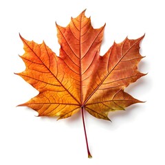 Obraz premium Balkan Maple Leaf Distinctive Deep-Green Leaf with Prominent Lobes and Fine Vein Patterns, Showcasing Rustic Elegance and Natural Simplicity on Pure White Background for Classic Botanical Still Life