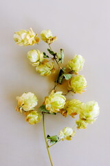 Fototapeta premium Dry flowers close up on beige background .Autumn vibes. Floral card .Botanical print.