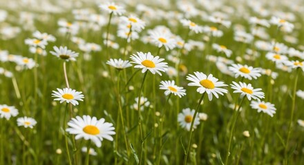 White daisies meadow spring flowers nature background