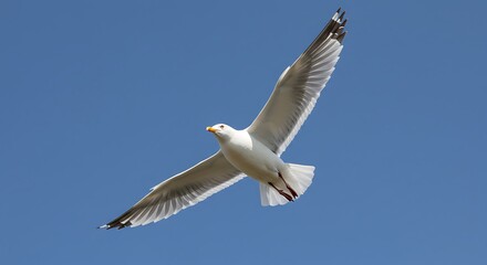 Obraz premium White Seagull Soaring Gracefully in Clear Blue Sky