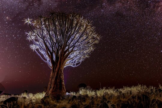View of the quiver tree standing tall against a starlit sky, its branches reaching towards the heavens in Aussenkehr, Karas Region, Namibia.