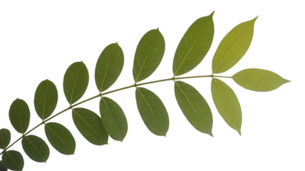 Green leaf branch with oval leaflets on Transparent Background botanical element for design
