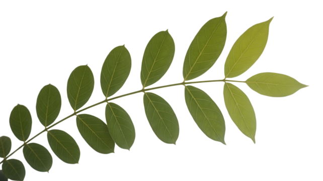 Green leaf branch with oval leaflets on Transparent Background botanical element for design