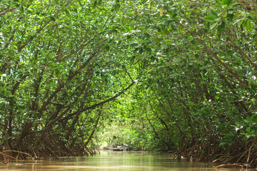 Mangrove Tunnel in the Mangrove Forest