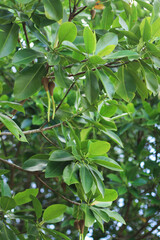 The Growing Pods of a Mangrove Tree