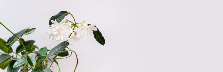 Stephanotis flower banner with white blooms and green leaves, minimal floral background