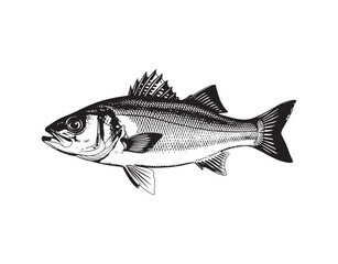 Naklejka premium A single sea bass fish shown from the side in black and white, isolated 