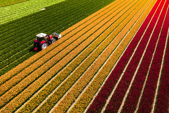 Aerial view of a tractor tilling vibrant rows of tulips, creating a colorful tapestry across the landscape, Lisse, South Holland, Netherlands.