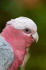 Australian native bird the galah