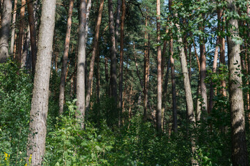 Tall green forest of trees