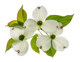 Ultra-detailed 8K PNG of a single dogwood twig featuring delicate four-petal white fl 212805